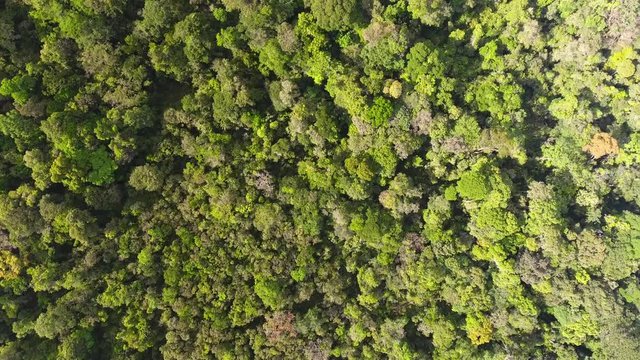 Vertical drone view going down the amazonian rain forest. Day time French Guiana