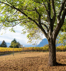 old oak trees and golden yellow grapevines in late autumn
