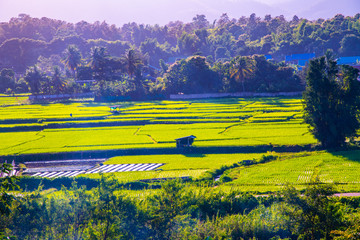 Rice field in Muang Pan district of Lampang province