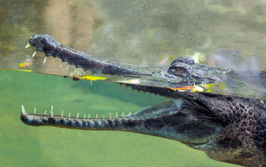 Caiman