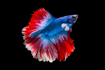 Obraz premium The moving moment beautiful of siamese betta fish or splendens fighting fish in thailand on black background. Thailand called Pla-kad or biting fish.