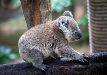 Koala bear cute.	