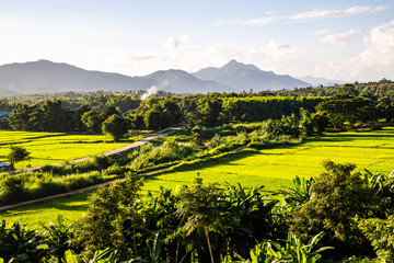 Rice field in Muang Pan district of Lampang province
