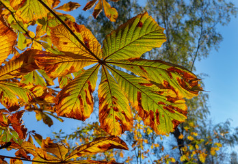 Autumn leaves - chestnut leaves details on tree