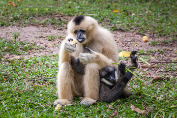 White Cheeked Gibbon or Lar Gibbon.