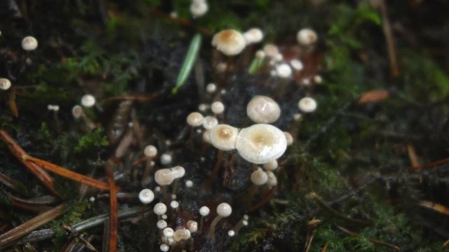 Collybia Mushrooms on Forest Floor