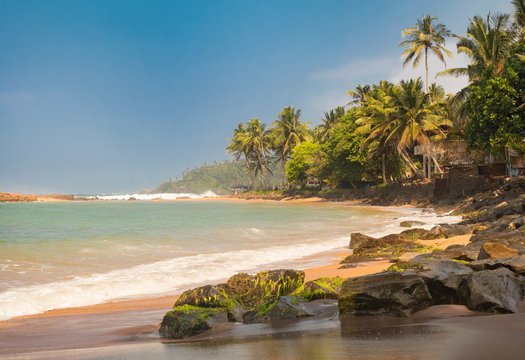 Paradise Mirissa beach in Sri Lanka. Yellow sand and palm trees with blue sky.