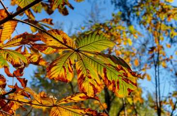 Autumn leaves - chestnut leaves details on tree