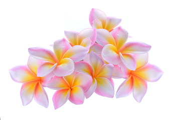 Frangipani flower isolated on white background