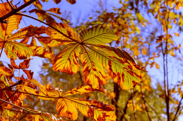 Fototapeta na wymiar Autumn leaves - chestnut leaves details on tree