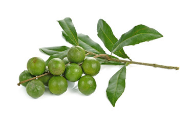 macadamia nuts on white background