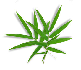 bamboo leaves isolated on white background