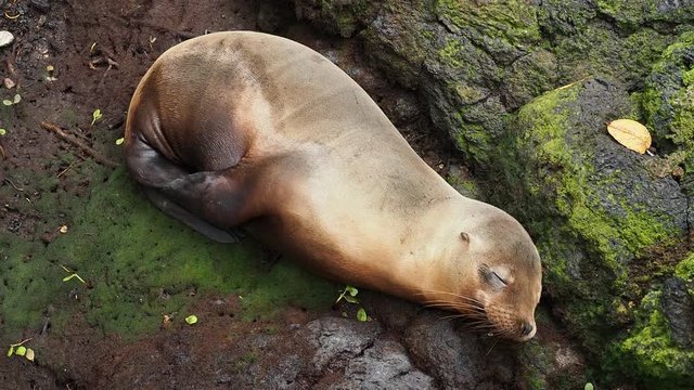 Sea Lion (Zalophus wollebaeki), Mangrove Forest on a trail to Concha de Perla near Puerto Villamil, Isabela or Albemarle Island, Galapagos, Ecuador