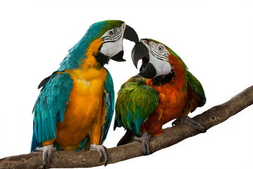 Fototapeta na wymiar Parrot macaw on white background.