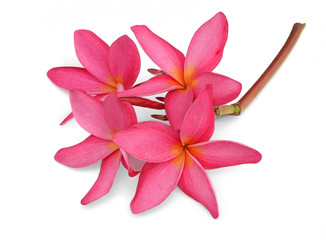 frangipani (plumeria) flowers on white background