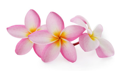 Fototapeta na wymiar frangipani (plumeria) flowers on white background