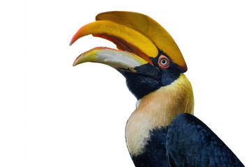 Hornbill on white baclground.	