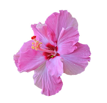  hibiscus isolated on white background