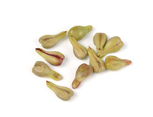 grape Seed isolated on white background