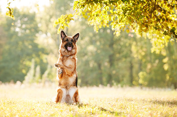 German shepherd dog doing a trick - obrazy, fototapety, plakaty