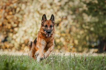 Running german shepherd dog