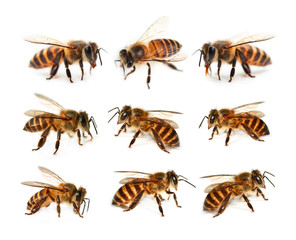 set of bee isolated on white background