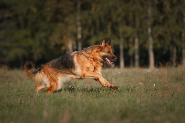 Fototapeta na wymiar Running german shepherd dog