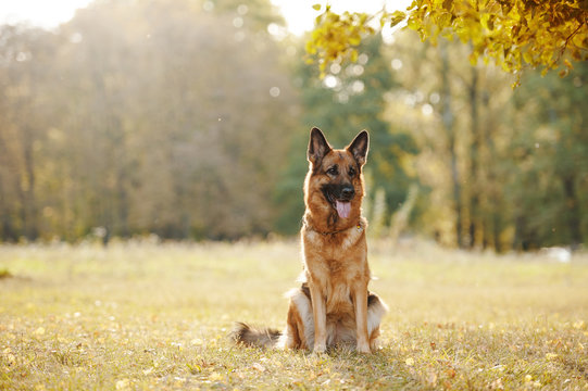 Sitting german shepherd dog
