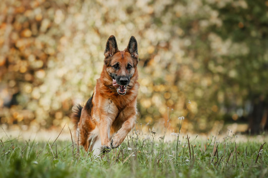 Running german shepherd dog