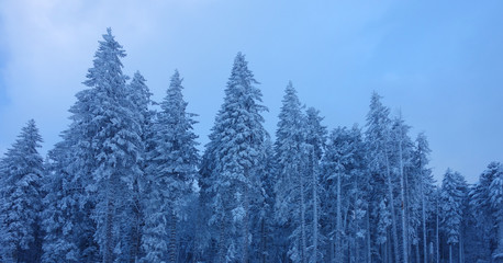 Snow covered treetops / Verschneite Baumwipfel 