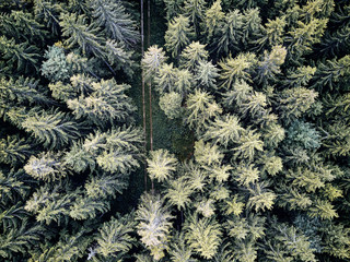 street between large trees from top with drone aerial view, landscape, autumn