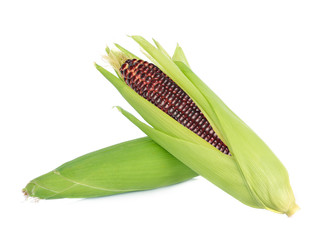 Fresh purple corn isolated on white background