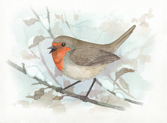 European robin winter bird watercolor