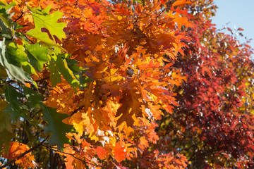 Closeup of red oak branches with brown, red and orange leaves - green leaves in the foreground