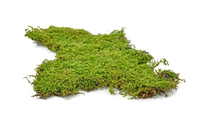 Green moss isolated on white background