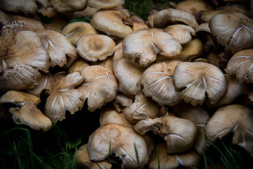 Mushrooms in the forest