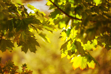 Autumn background with colorful leaves. Red, orange and green autumn leaves.