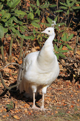 white peacock male in the autumn park