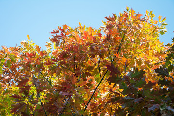 Red, orange, yellow and green red oak leaves against blue sky in fall