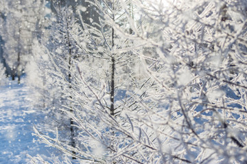 Winter natural background of tree branches in hoarfrost. Winter greeting card.