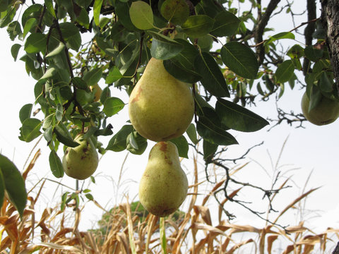 Ripe yellow pears hanging on a growing pear tree . Tuscany, Italy