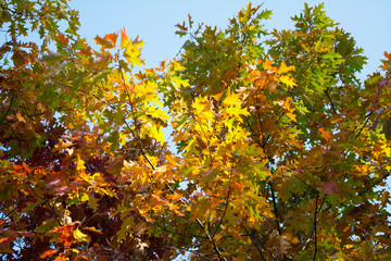 Red oak branches with red, orange, yellow and green leaves against blue sky - fall