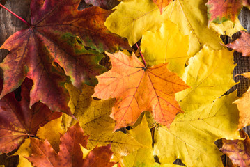 Naklejka na ściany i meble colored maple leaves on wood background