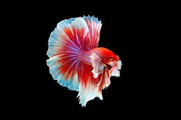 Zelfklevend Fotobehang The moving moment beautiful of red siamese betta fish or half moon betta splendens fighting fish in thailand on black background. Thailand called Pla-kad or dumbo big ear fish. © Soonthorn