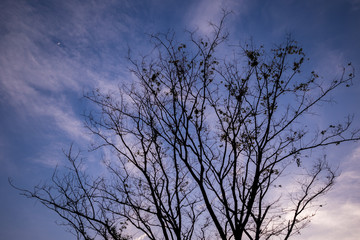 Dry tree