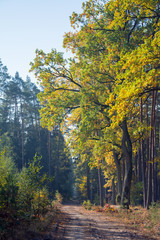 A way in woodland in autumn with yellow and green oak trees