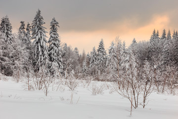 the winter coniferous forest of the Carpathians is covered with a thick layer of snow. winter landscape. Coniferous forest covered with snow with red sky at sunset