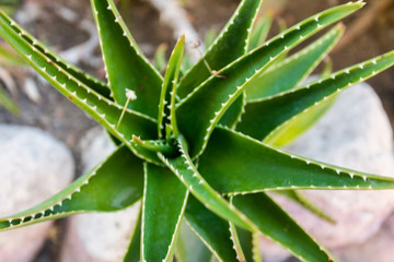 Aloe vera plants, tropical green plants tolerate hot weather.