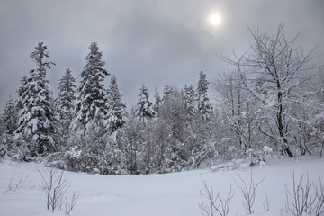 The fairy-tale coniferous forest of the Carpathians is covered with a thick layer of snow. the sun breaks through the thick snow clouds on a snowy forest. Trees are covered with a thick snow layer.