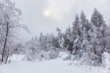 The fairy-tale coniferous forest of the Carpathians is covered with a thick layer of snow. the sun breaks through the thick snow clouds on a snowy forest. Trees are covered with a thick snow layer.